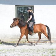 Islænder Jörp fra Skygge