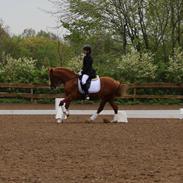 Anden særlig race Tarzan 