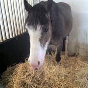 Welsh Pony af Cob-type (sec C) Priscilla (solgt)