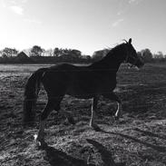 Welsh Pony af Cob-type (sec C) Priscilla (solgt)