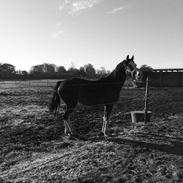 Welsh Pony af Cob-type (sec C) Priscilla (solgt)
