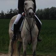 Arabisk fuldblod (OX) Tzatziki