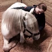 Fell pony Kerbeck Smoke'n'Fire