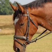 Anden særlig race Monique