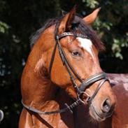 Anden særlig race Monique