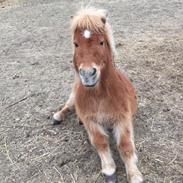 Shetlænder Kong Arthur 