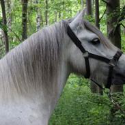 Fell pony Kerbeck Smoke'n'Fire