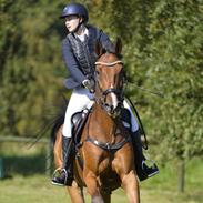 Dansk Varmblod Calibro