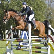 Dansk Varmblod Calibro