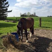 Anden særlig race Hopa
