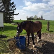 Anden særlig race Hopa