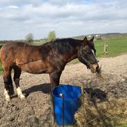 Anden særlig race Hopa