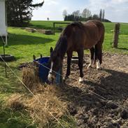 Anden særlig race Hopa