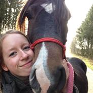 Welsh Cob (sec D) Noerskovs Kaliber