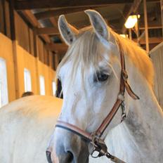 Pura Raza Española Tarara JCL