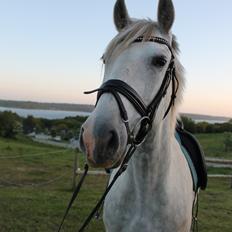 Pura Raza Española Tarara JCL