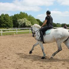 Pura Raza Española Tarara JCL