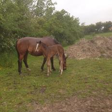 Dansk Varmblod Caramella TT