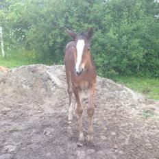 Dansk Varmblod Caramella TT