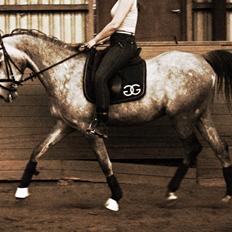 Anden særlig race SG Dusty Dakota 