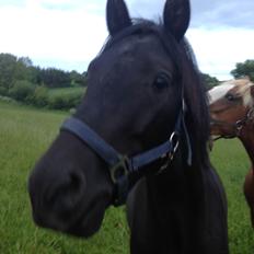 New Forest Elmholts Helios