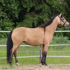 Welsh Partbred (Sec F) Aastrupgaards nyx