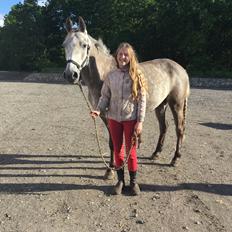 Anden særlig race Alfred (Maccoy) Min nye springpony<3