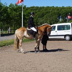 Haflinger Nordan's Wella