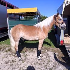 Haflinger Nordan's Wella