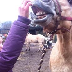 Fjordhest RIP Hirse stanstorp