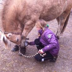 Fjordhest RIP Hirse stanstorp