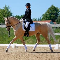 Palomino MiTho's Daywalker