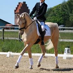 Palomino MiTho's Daywalker