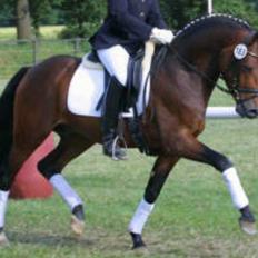 Tysk Sportspony AMK's Halo