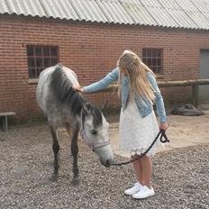 DSP Haahrs Toscana. Dagligt kaldt Tosse "SOLGT"