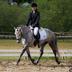 DSP Haahrs Toscana. Dagligt kaldt Tosse "SOLGT"