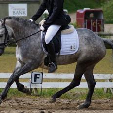 DSP Haahrs Toscana. Dagligt kaldt Tosse "SOLGT"