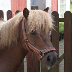 Shetlænder Markeslevgårds sam