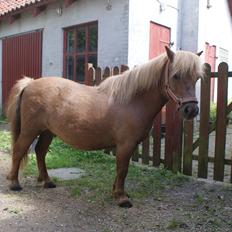 Shetlænder Markeslevgårds sam