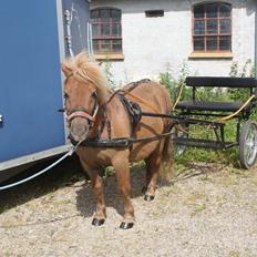 Shetlænder Markeslevgårds sam
