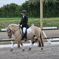 Fjordhest Ditte Fuglsang 