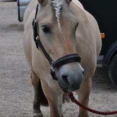 Fjordhest Ditte Fuglsang 