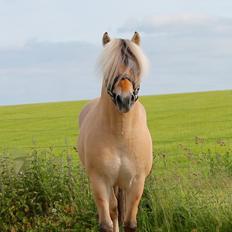 Fjordhest Rolf Bindebjerg*Solgt*