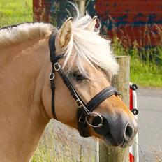 Fjordhest Rolf Bindebjerg*Solgt*