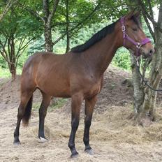 Dansk Varmblod Wajes Quick-Lady