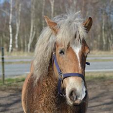 Anden særlig race Pippi - Turbo ponyen
