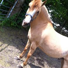 Anden særlig race Armani (tidl part)