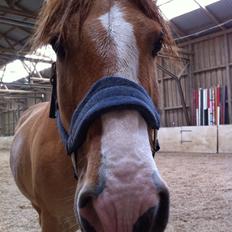 Anden særlig race Armani (tidl part)