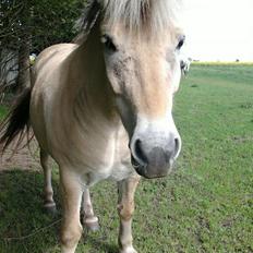 Fjordhest Risdalls Emil