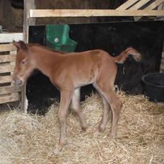 Anden særlig race Relife